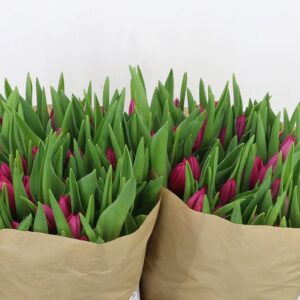 Tulpes PINK ADOUR